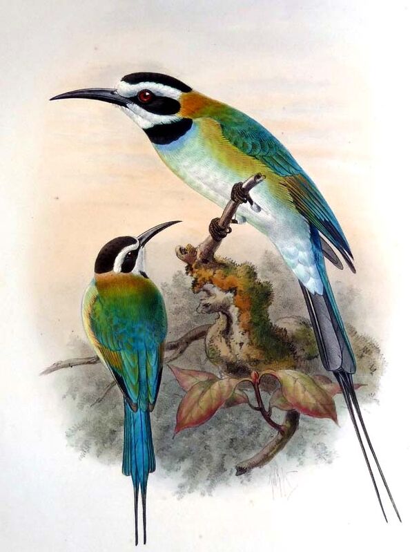 White-throated Bee-eater