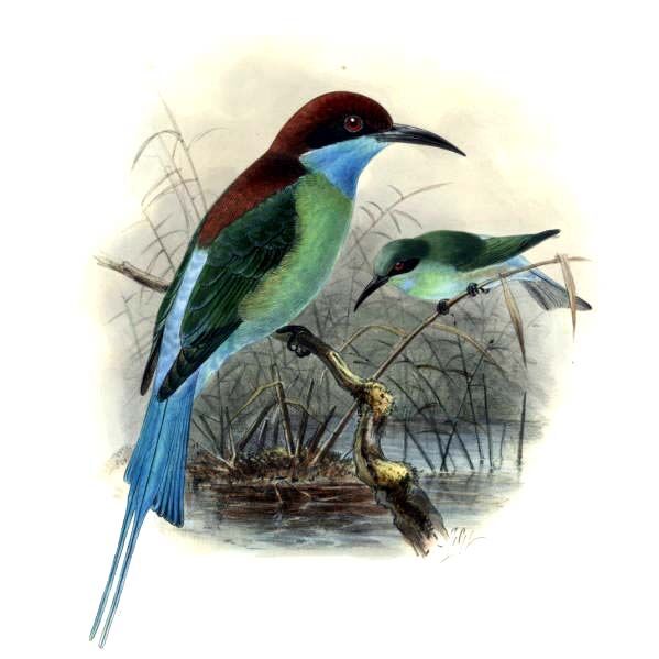 Blue-throated Bee-eater