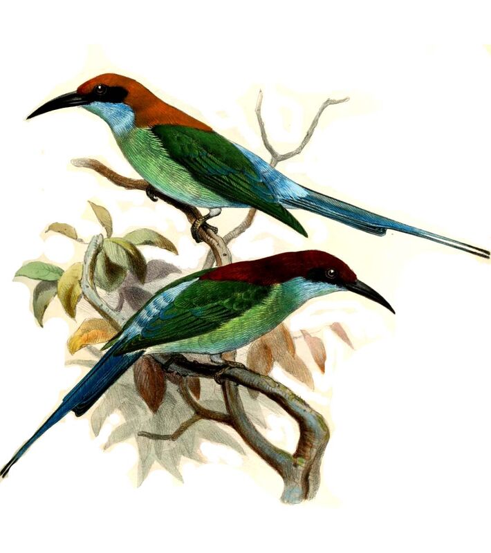 Blue-throated Bee-eater