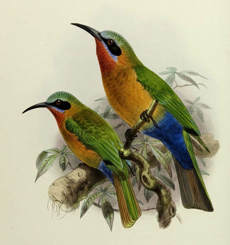 Red-throated Bee-eater