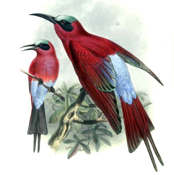 Southern Carmine Bee-eater