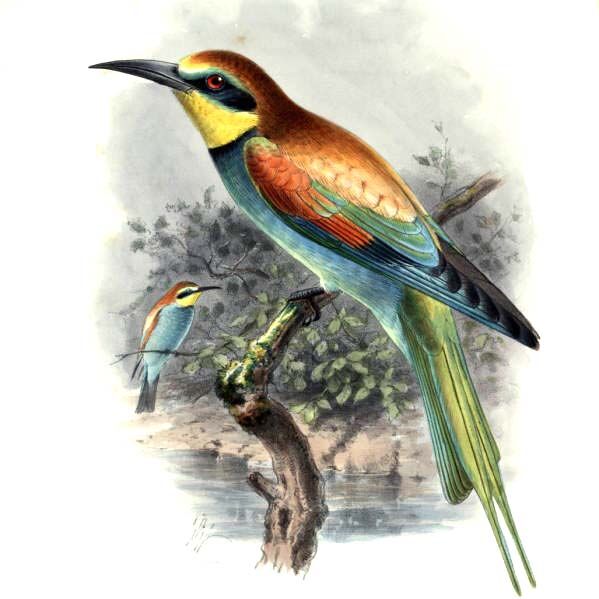 European Bee-eater