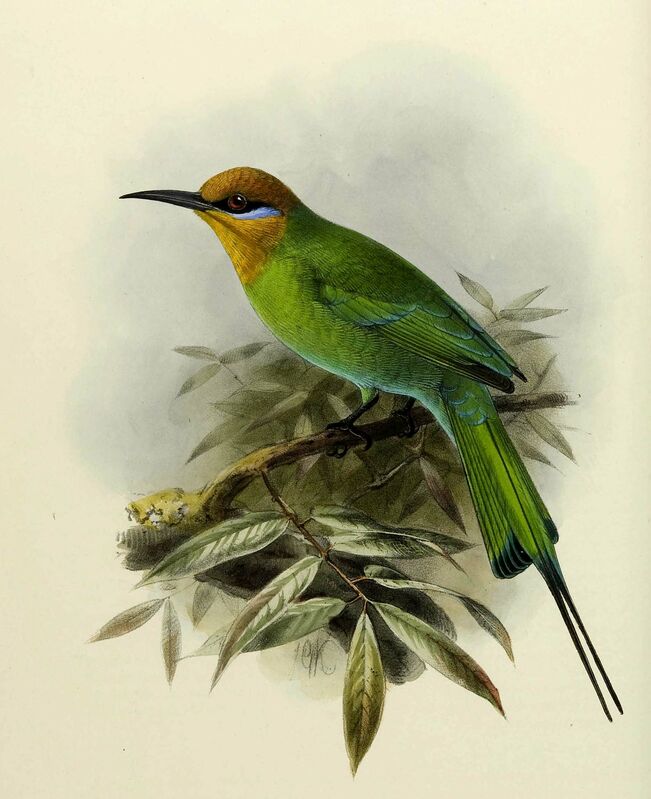 Böhm's Bee-eater