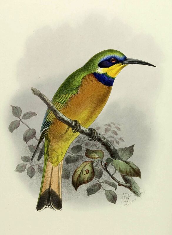 Cinnamon-chested Bee-eater