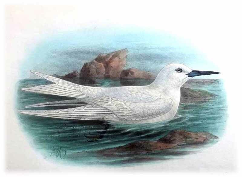 White Tern