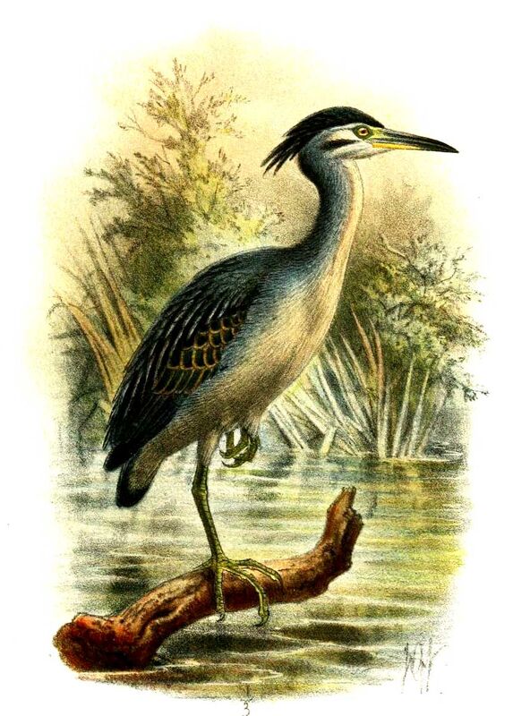 Striated Heron