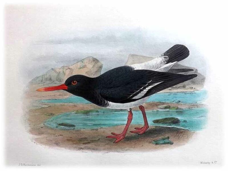 Pied Oystercatcher