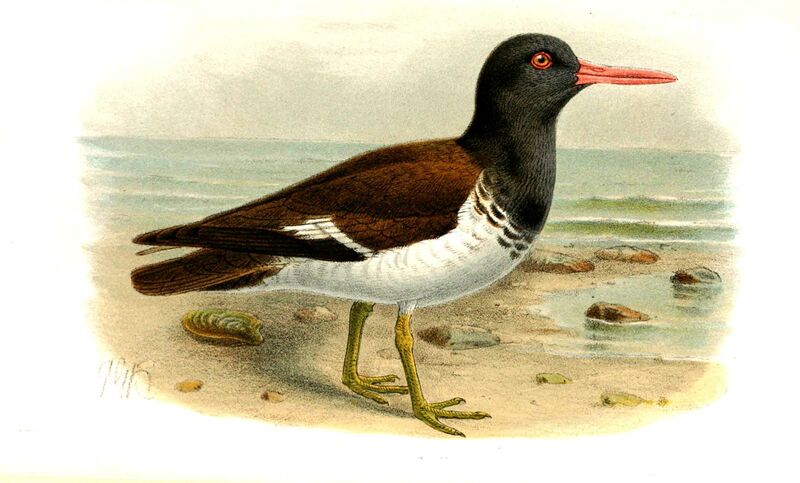 American Oystercatcher