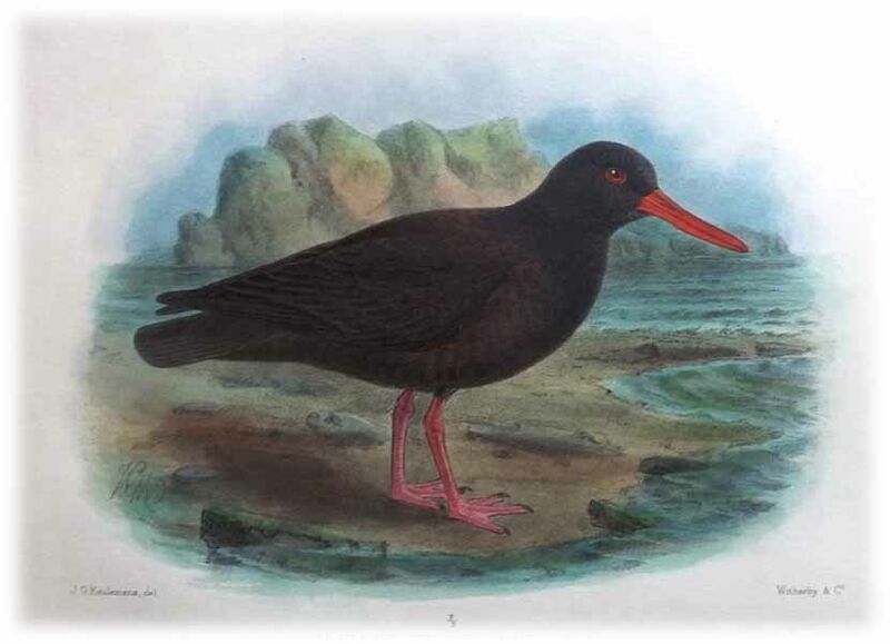 Sooty Oystercatcher