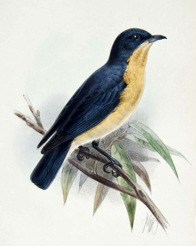 Violet-backed Hyliota