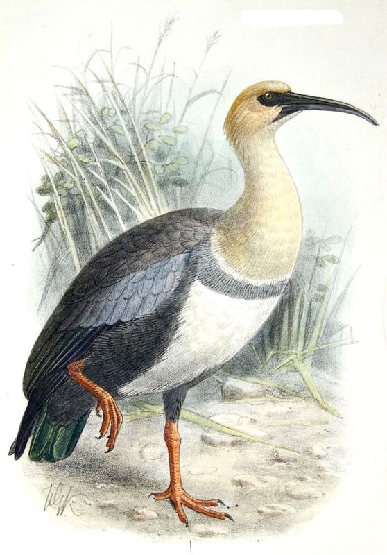 Andean Ibis