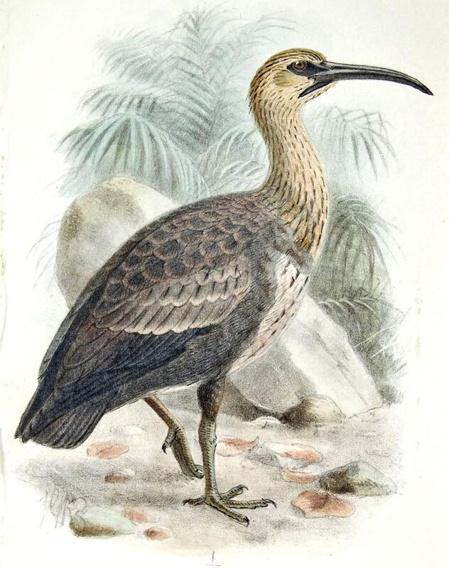 Andean Ibis