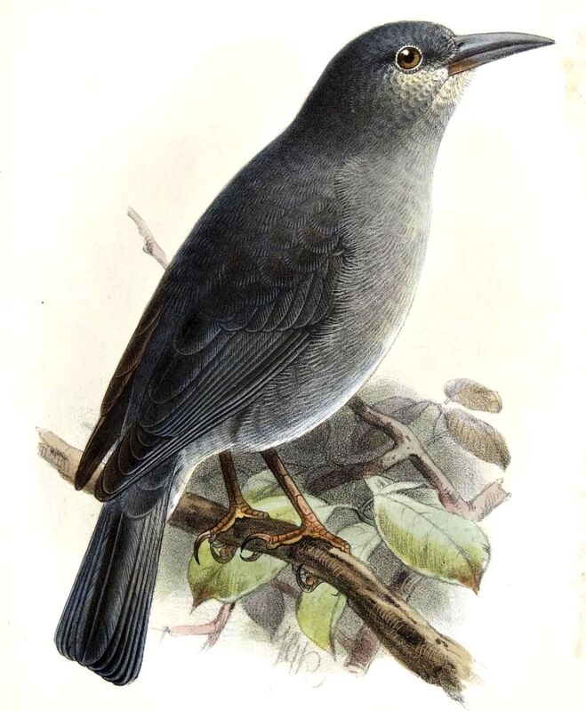 Boulder Finch