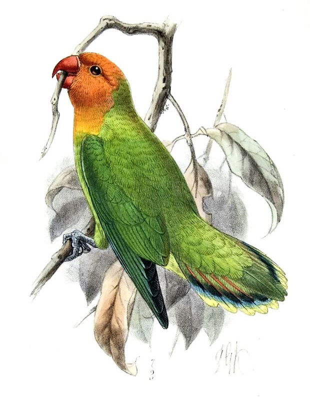 Lilian's Lovebird