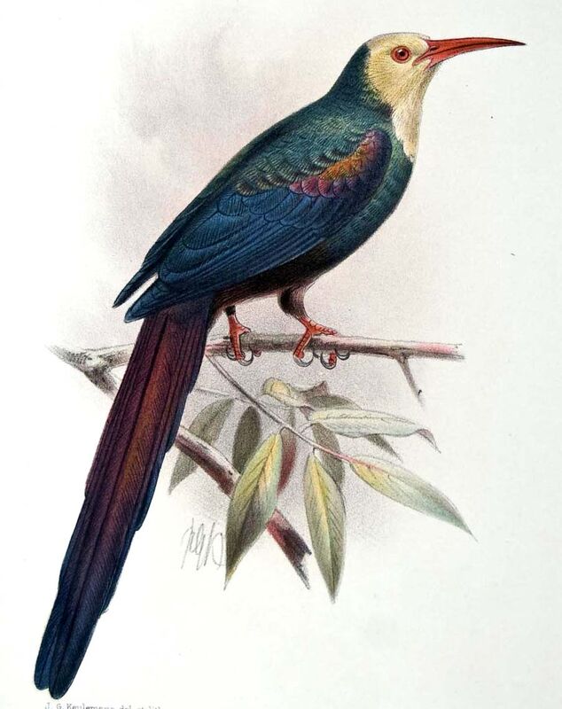 White-headed Wood Hoopoe