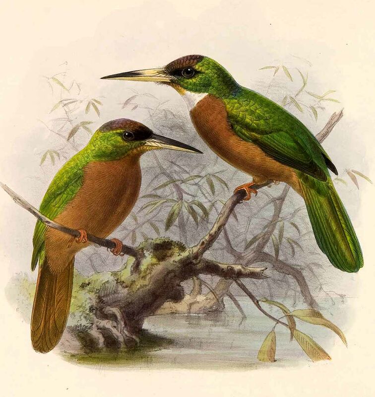 Yellow-billed Jacamar