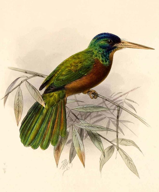 Jacamar à joues bleues