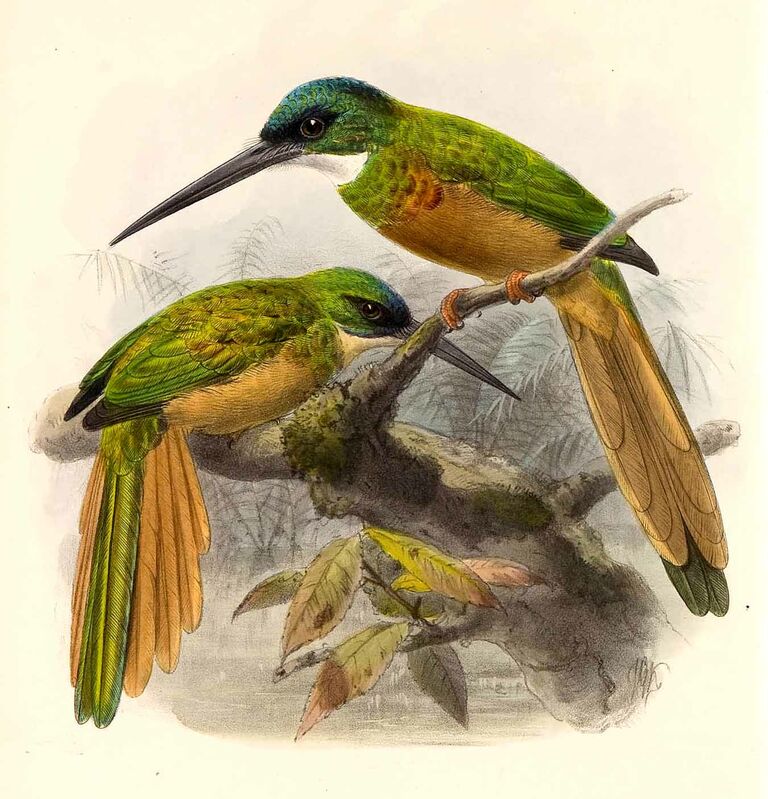 Rufous-tailed Jacamar