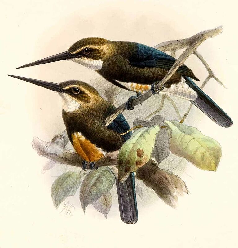 Jacamar à tête pâle