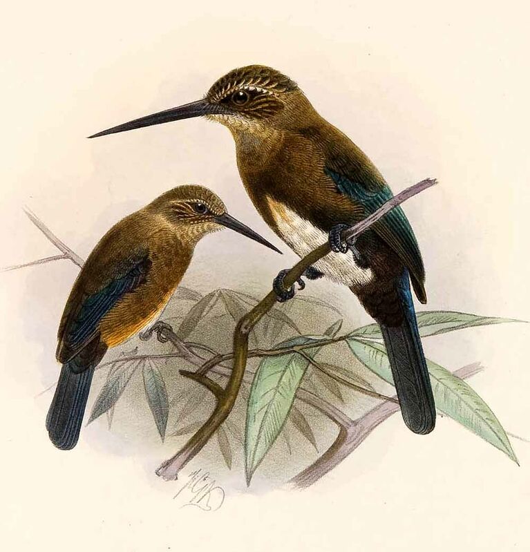 Brown Jacamar