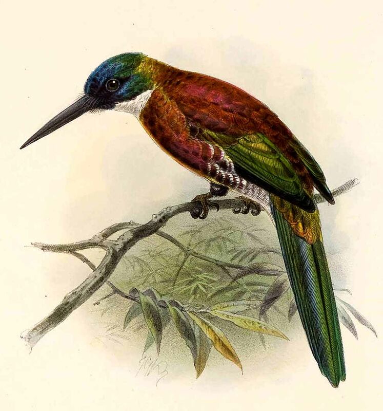 Jacamar violacé