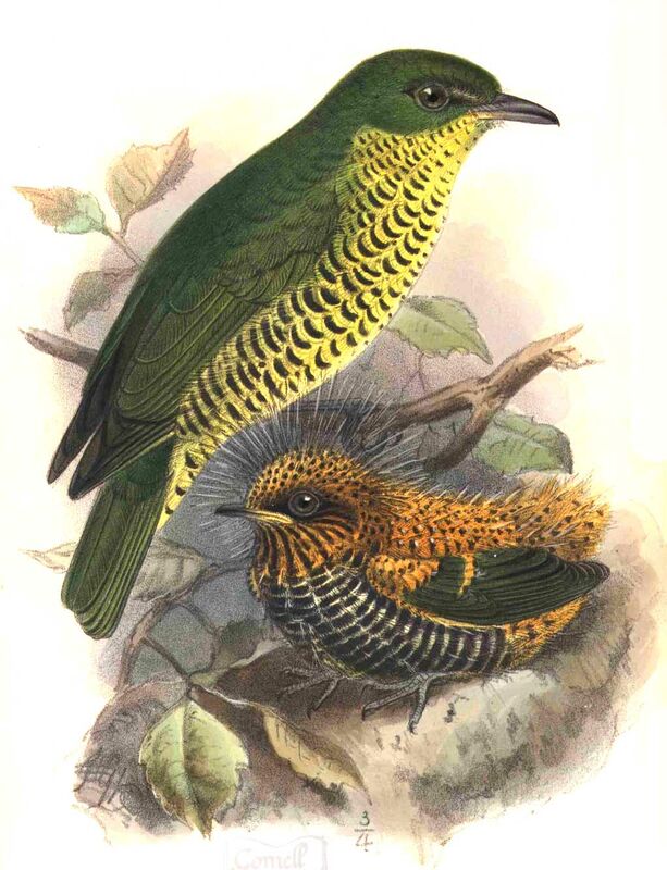 Andean Laniisoma