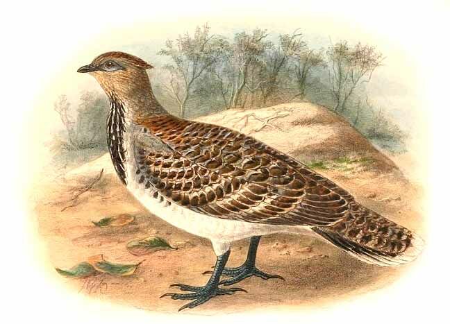 Malleefowl