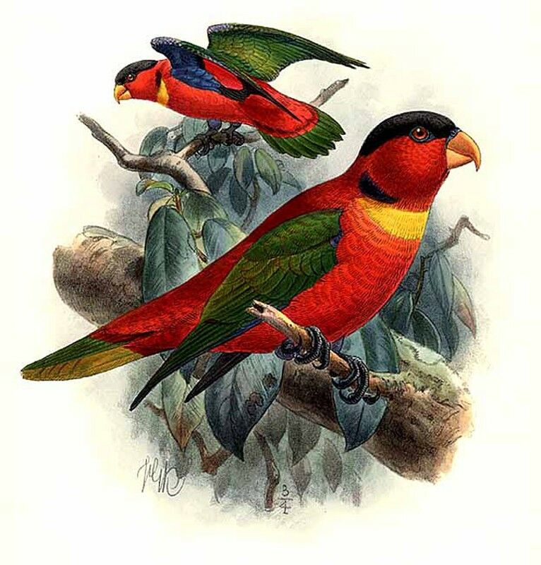 Yellow-bibbed Lory