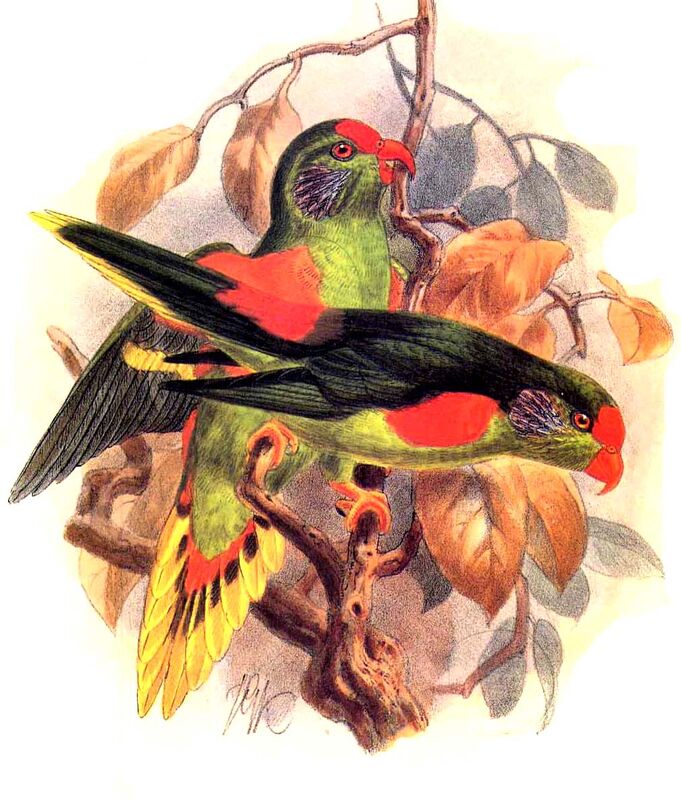 Red-fronted Lorikeet