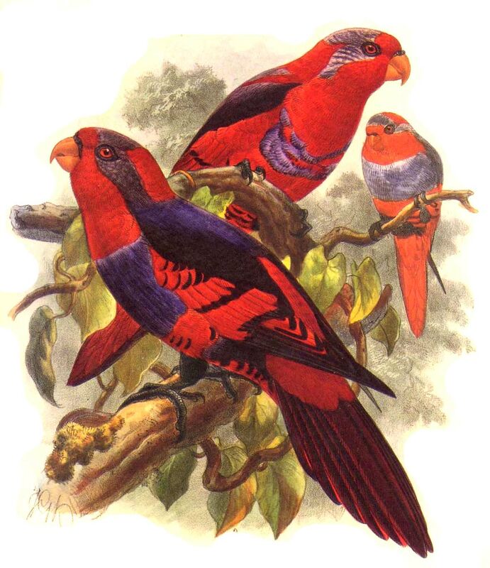 Red-and-blue Lory