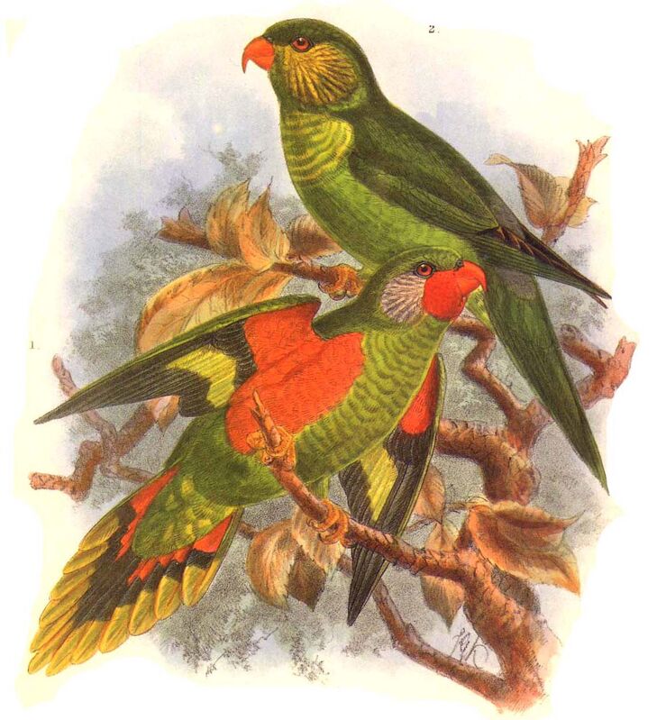 Red-flanked Lorikeet