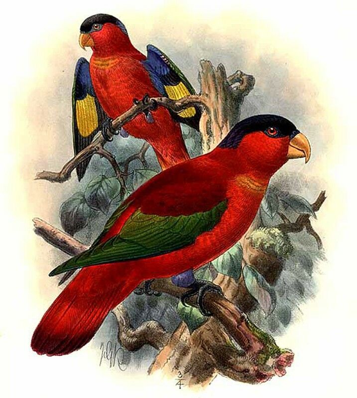 Purple-naped Lory