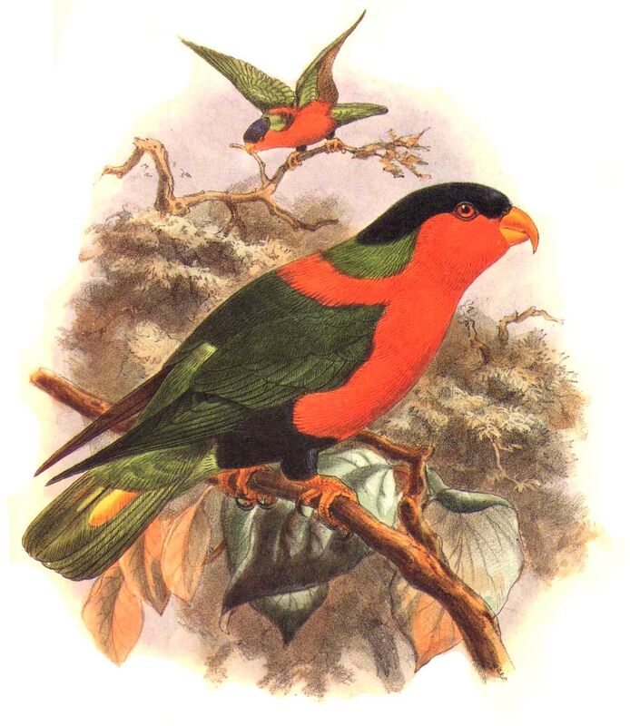 Collared Lory