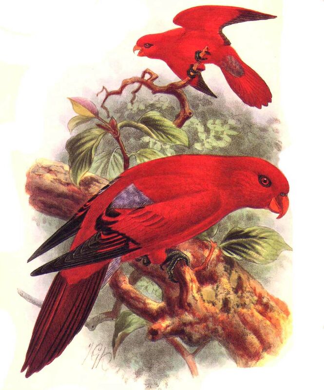 Red Lory