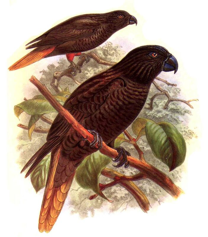 Black Lory