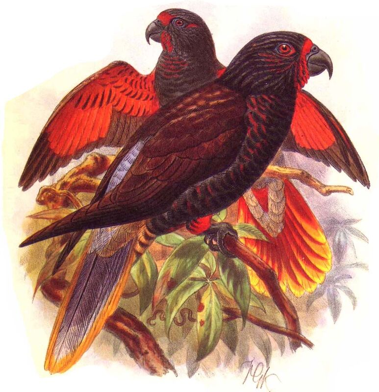 Black Lory