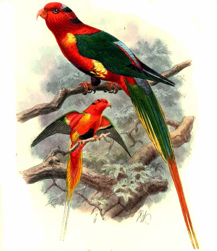 West Papuan Lorikeet