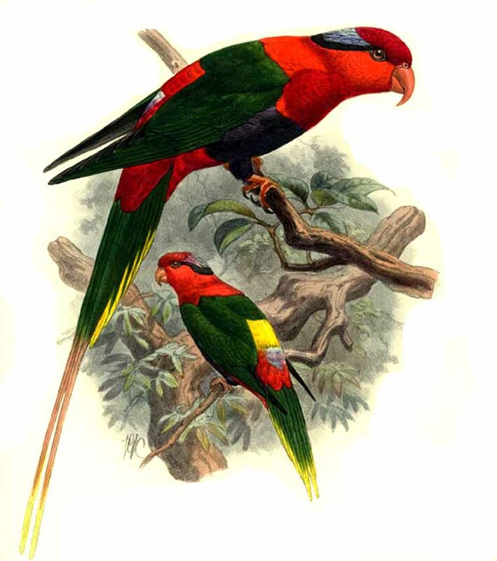 West Papuan Lorikeet