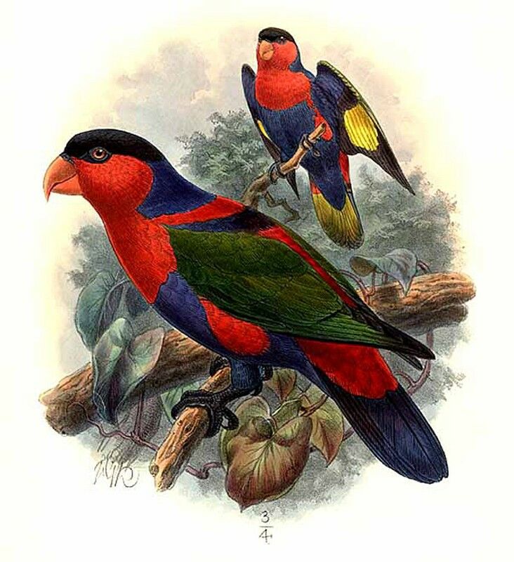 Black-capped Lory