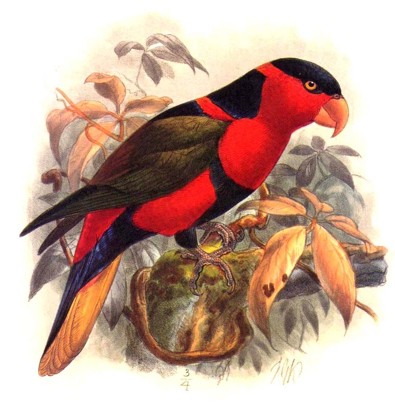 Black-capped Lory