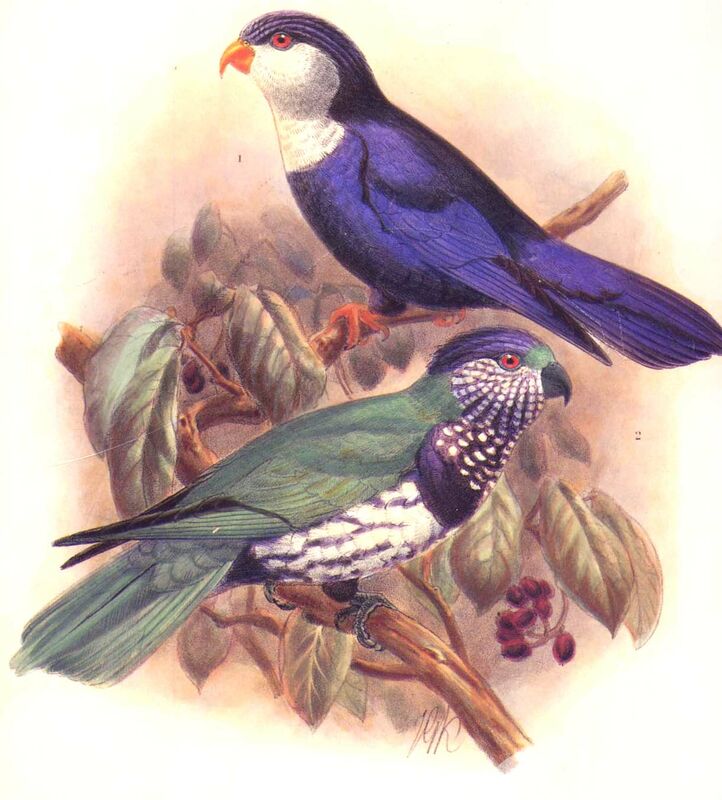 Ultramarine Lorikeet