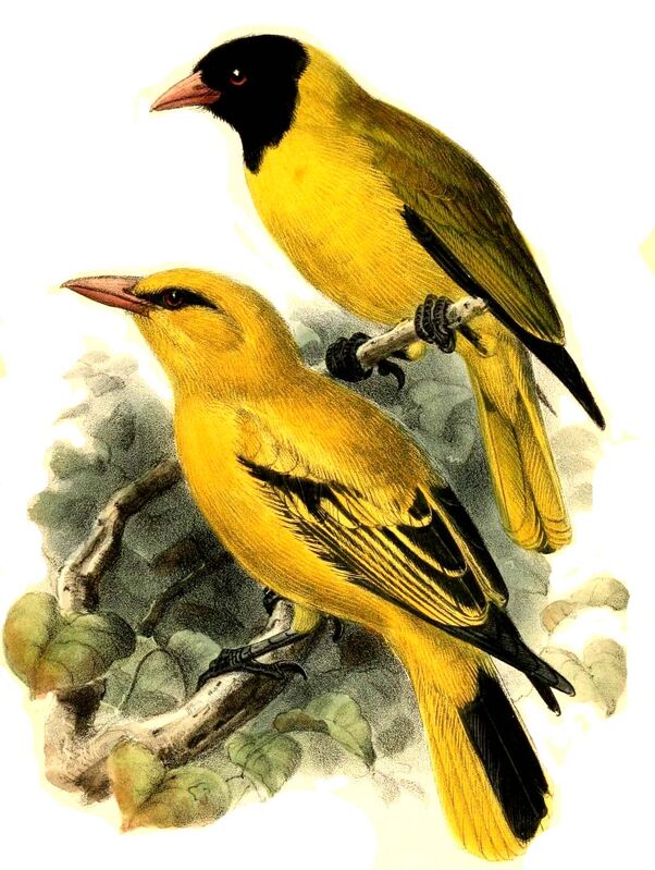 Black-winged Oriole