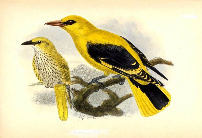 Indian Golden Oriole