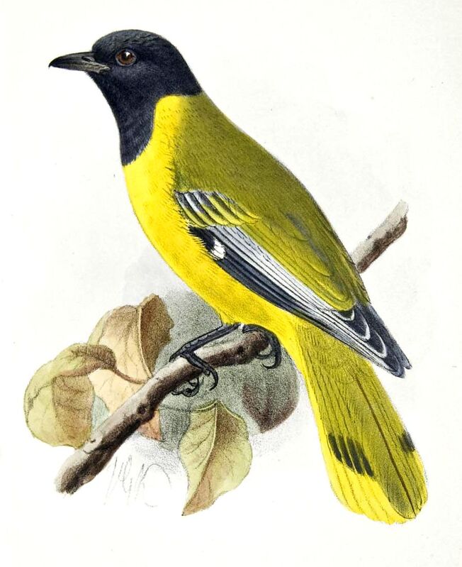 Ethiopian Oriole