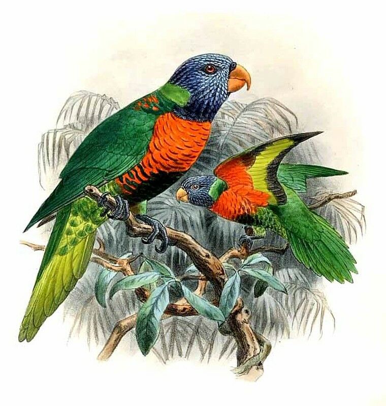 Coconut Lorikeet