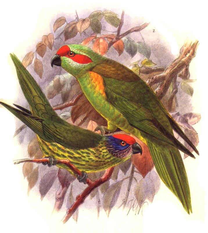 Goldie's Lorikeet