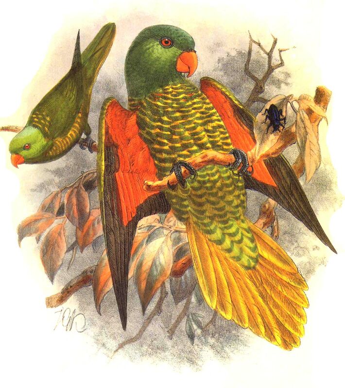 Scaly-breasted Lorikeet