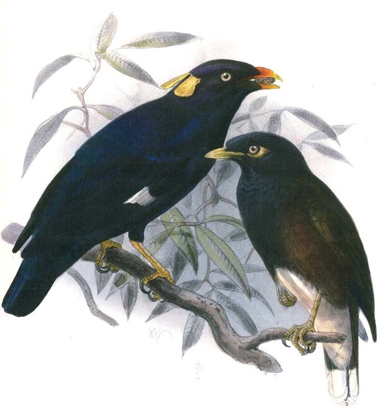 Sri Lanka Hill Myna