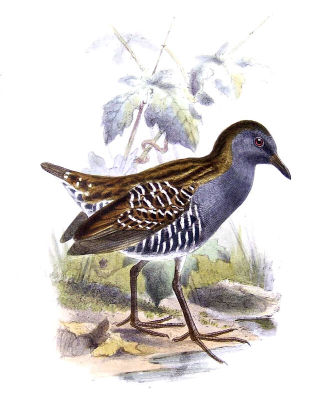 Dot-winged Crake