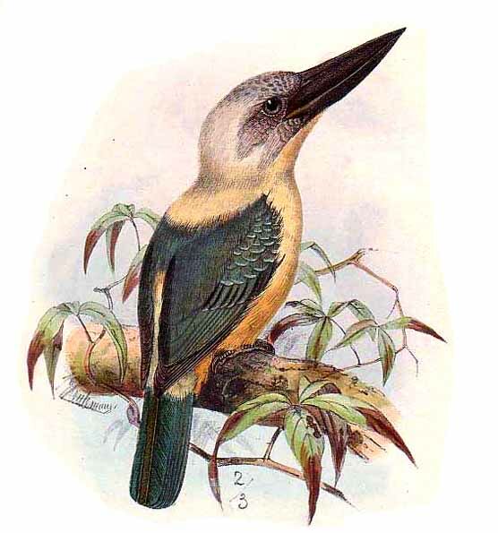 Great-billed Kingfisher